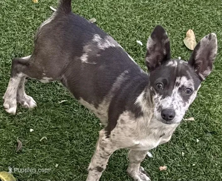 Patches – Chihuahua puppy for sale in Homestead, FL