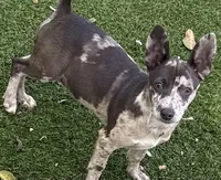 Patches, a  Chihuahua for sale in Homestead, FL – Photo 1 of 5