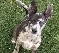 Patches, a  Chihuahua for sale in Homestead, FL – Photo 2 of 5