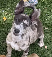 Patches, a  Chihuahua for sale in Homestead, FL – Photo 3 of 5
