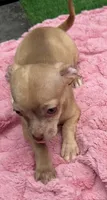 Lizzie, a female Chihuahua for sale in Homestead, FL – 2 of 4