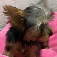 Kitty, a female Yorkshire Terrier for sale in Homestead, FL – 3 of 4