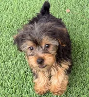 Kamerson, a male Yorkshire Terrier for sale in Homestead, FL – 3 of 3
