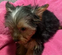 Kylie, a female Yorkshire Terrier for sale in Homestead, FL – 3 of 4