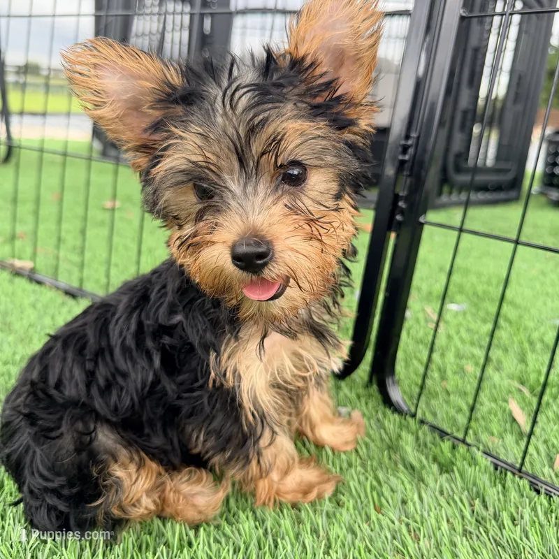 Kelly – Yorkshire Terrier puppy for sale in Homestead, FL