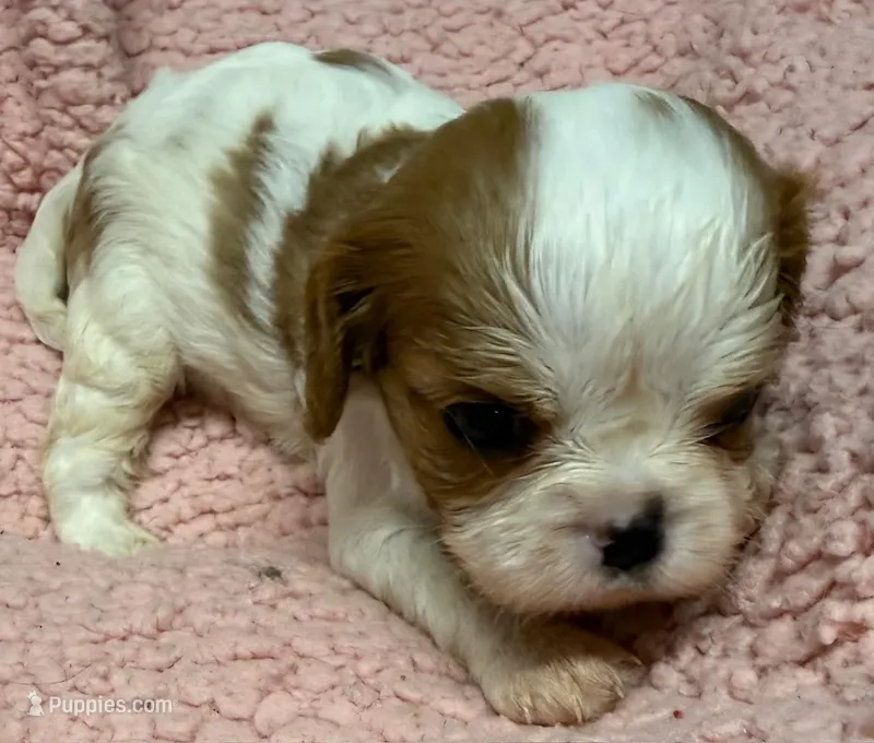 Ella – Cavalier King Charles Spaniel puppy for sale in Homestead, FL