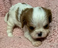 Ella, a female Cavalier King Charles Spaniel for sale in Homestead, FL – 2 of 3