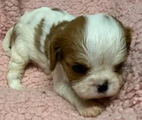 Ella, a female Cavalier King Charles Spaniel for sale in Homestead, FL – 3 of 3