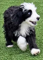 Lenny, a male Miniature Aussiedoodle for sale in Homestead, FL – 2 of 2