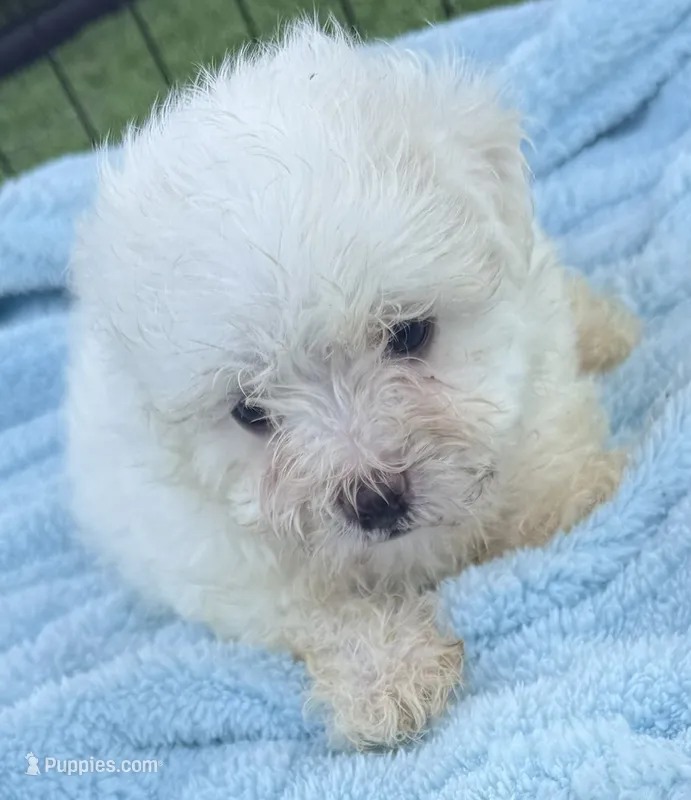 Georgie – Maltese puppy for sale in Homestead, FL