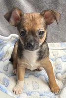 Macho, a male Chihuahua for sale in Homestead, FL – 2 of 4