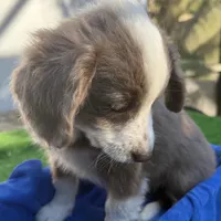 Landon, a male Miniature Aussiedoodle for sale in Homestead, FL – Photo 3 of 3