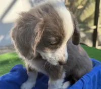 Landon, a male Miniature Aussiedoodle for sale in Homestead, FL – Photo 3 of 3