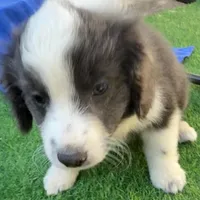 Landon, a male Miniature Aussiedoodle for sale in Homestead, FL – Photo 2 of 3