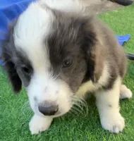 Landon, a male Miniature Aussiedoodle for sale in Homestead, FL – Photo 2 of 3