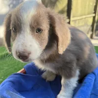 Landon, a male Miniature Aussiedoodle for sale in Homestead, FL – Photo 1 of 3