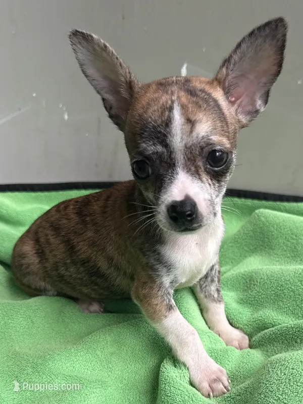 Tucker – Chihuahua puppy for sale in Homestead, FL