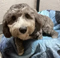 Axel, a male Poodle - Toy  for sale in Homestead, FL – 4 of 4