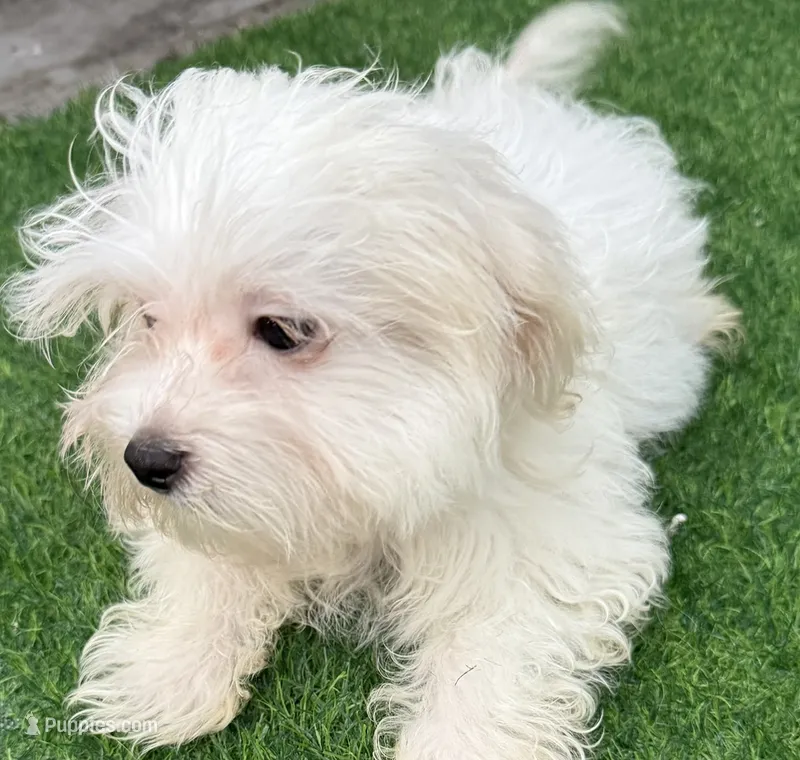 Gideon – Maltese puppy for sale in Homestead, FL