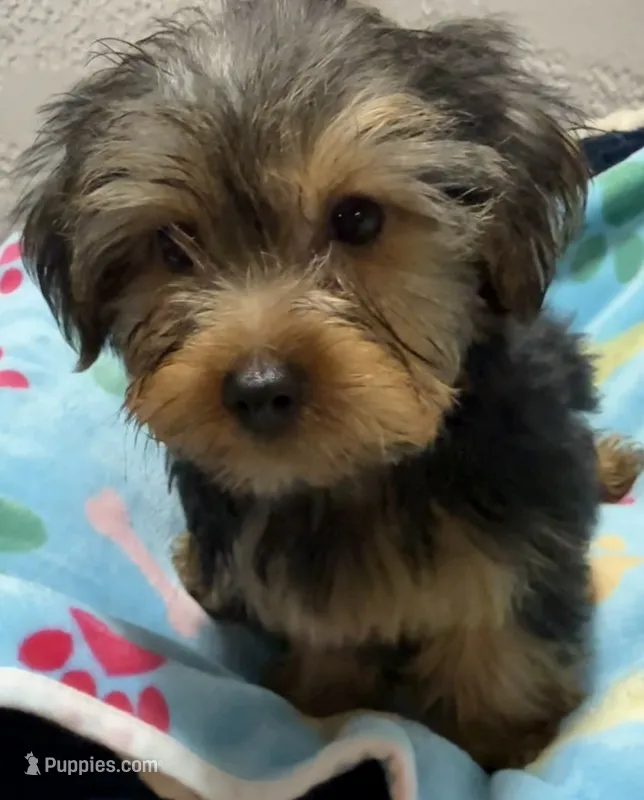 Kameron – Yorkshire Terrier puppy for sale in Homestead, FL