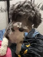 Emma, a female Poodle - Toy  for sale in Homestead, FL – 3 of 3