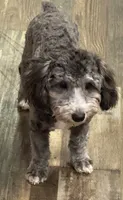Axel, a male Poodle - Toy  for sale in Homestead, FL – 2 of 4