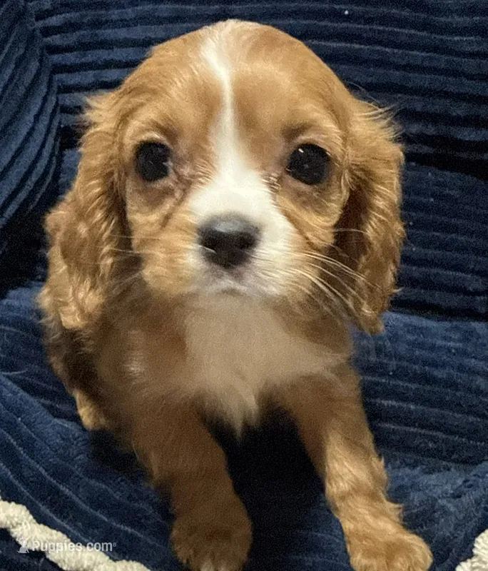 Roy – Cavalier King Charles Spaniel puppy for sale in Homestead, FL