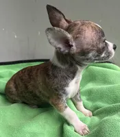 Tucker, a male Chihuahua for sale in Homestead, FL – 3 of 4