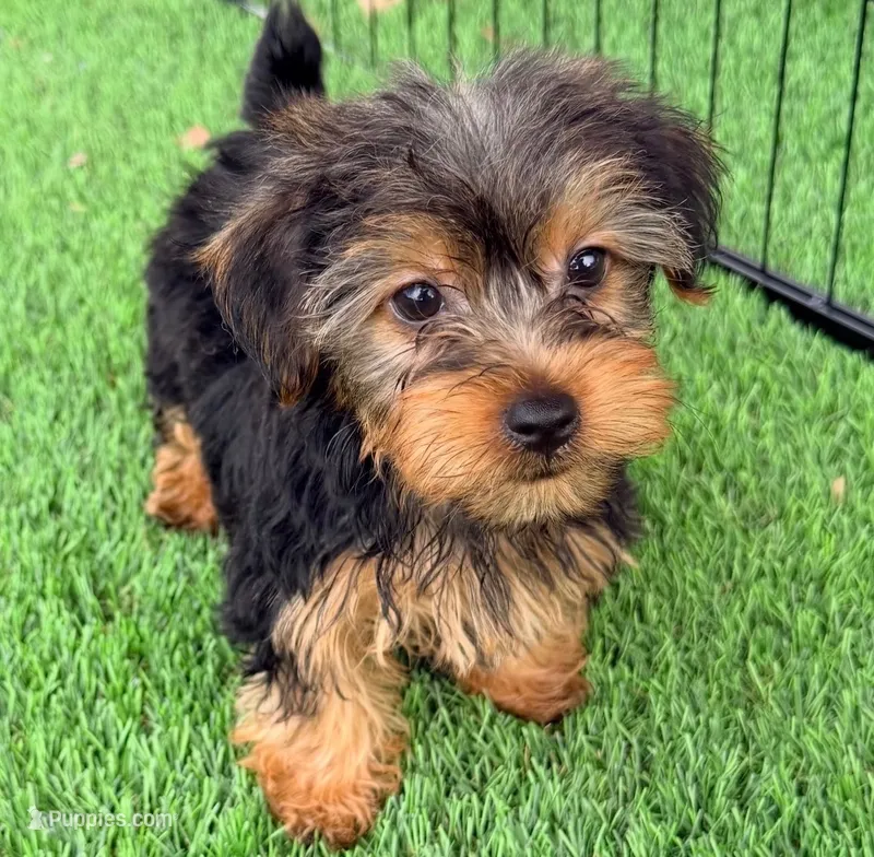 Kamerson – Yorkshire Terrier puppy for sale in Homestead, FL
