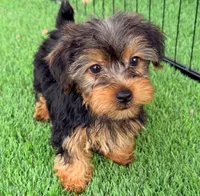 Kamerson, a male Yorkshire Terrier for sale in Homestead, FL – 1 of 3
