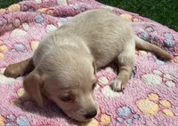 DELLA, a female Miniature Dachshund for sale in Homestead, FL – 2 of 4