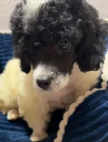 Aaron, a male Poodle - Toy  for sale in Homestead, FL – 2 of 4