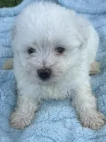 Gideon, a male Maltese for sale in Homestead, FL – 3 of 3