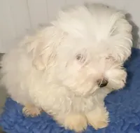 Gideon, a male Maltese for sale in Homestead, FL – 1 of 4