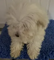 Gideon, a male Maltese for sale in Homestead, FL – 2 of 4