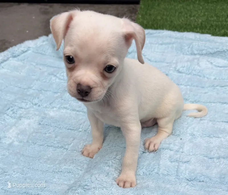 Dylan – Chihuahua puppy for sale in Homestead, FL
