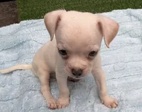 Dylan, a male Chihuahua for sale in Homestead, FL – 4 of 4