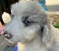 Lester, a male Miniature Aussiedoodle for sale in Homestead, FL – Photo 4 of 4