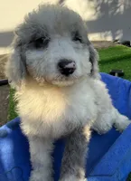 Lester, a male Miniature Aussiedoodle for sale in Homestead, FL – Photo 3 of 4