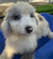 Lester, a male Miniature Aussiedoodle for sale in Homestead, FL – Photo 2 of 4