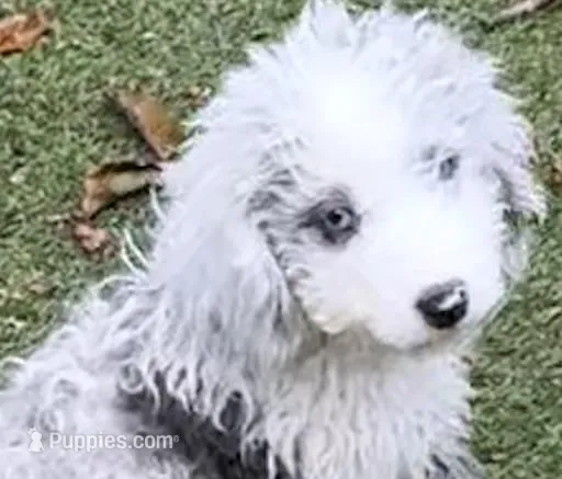 Lester – Miniature Aussiedoodle puppy for sale in Homestead, FL