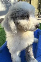 Lester, a male Miniature Aussiedoodle for sale in Homestead, FL – Photo 1 of 4