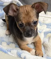 Macho, a male Chihuahua for sale in Homestead, FL – 3 of 4