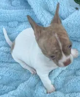 Saul, a male Chihuahua for sale in Homestead, FL – 4 of 4