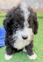 Lance, a male Miniature Aussiedoodle for sale in Homestead, FL – Photo 1 of 4