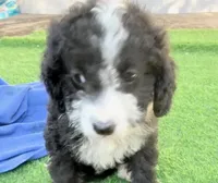 Lance, a male Miniature Aussiedoodle for sale in Homestead, FL – Photo 4 of 4