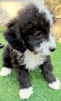 Lance, a male Miniature Aussiedoodle for sale in Homestead, FL – Photo 2 of 4