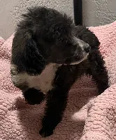 Emma, a female Poodle - Toy  for sale in Homestead, FL – 3 of 3