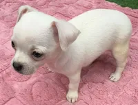 Darci, a female Chihuahua for sale in Homestead, FL – 3 of 4