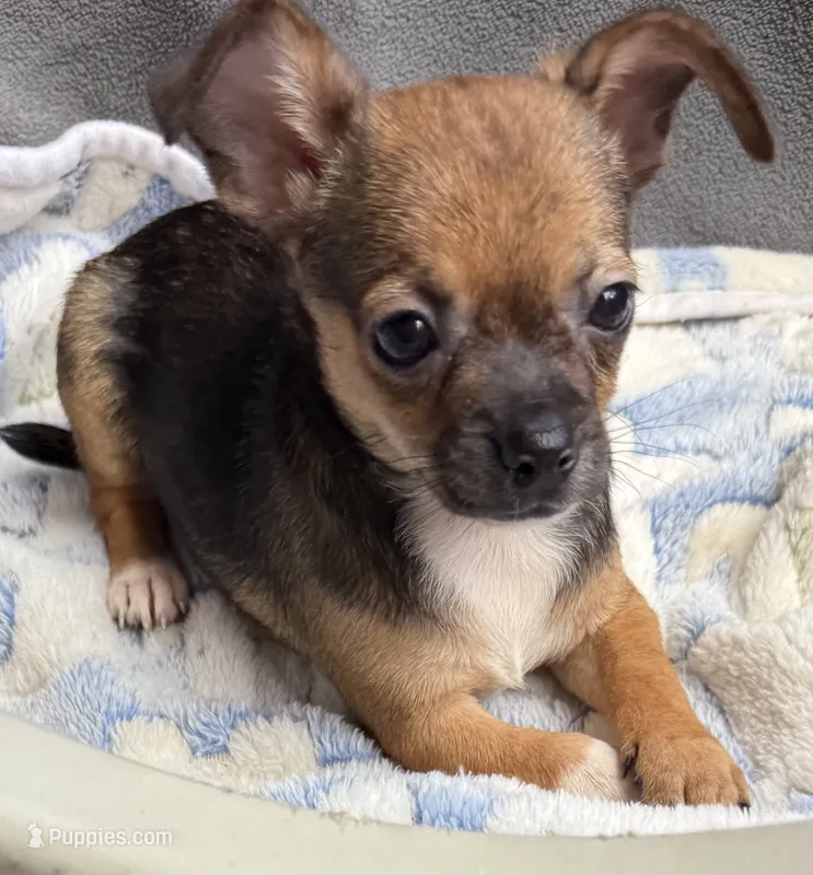 Macho – Chihuahua puppy for sale in Homestead, FL